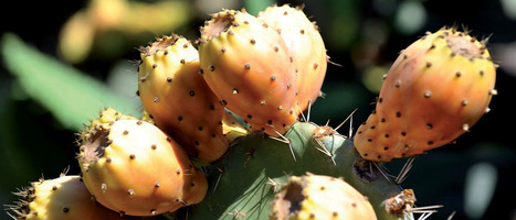 Cochenille du cactus : Le Maroc rassure et lance un programme d'urgence | EntomoNews | Scoop.it