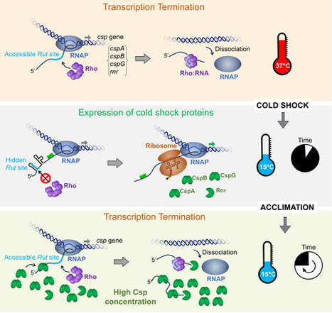 Rho-dependent transcriptional switches regulate the bacterial response to cold shock | I2BC Paris-Saclay | Scoop.it