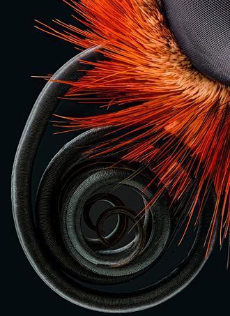 Les gagnants du 42e concours annuel de photomicrographie Nikon’s Small World | Variétés entomologiques | Scoop.it