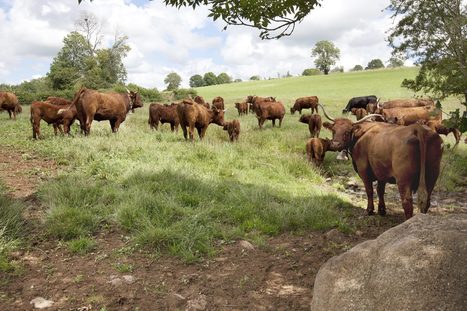 Influence des syst&egrave;mes de production et des pratiques d&rsquo;&eacute;levage sur la qualit&eacute; de la viande - Interbev | Pour innover en agriculture | Scoop.it