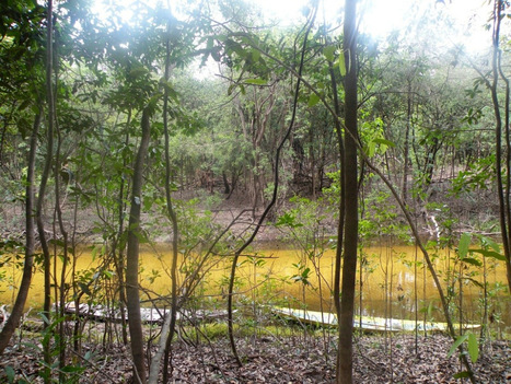 Canoes...the lifelines of the rainforest. | Rainforest CLASSROOM | Scoop.it