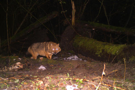 Chacals dorés en France : « Ils sont peut-être là, sous nos yeux » | Histoires Naturelles | Scoop.it