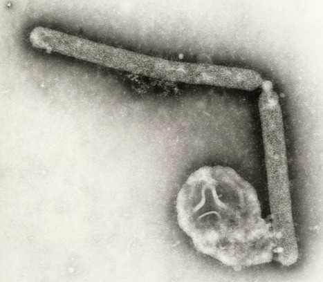 Child Hospitalised Abroad as Bird Flu Cases Climb | Virus World | Scoop.it