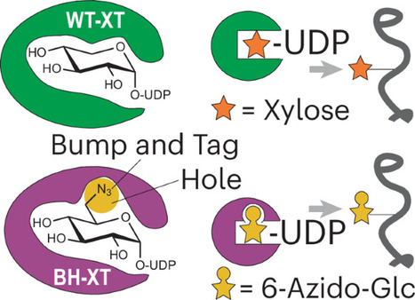 Xylosyltransferase engineering to manipulate proteoglycans in mammalian cells | Ncb | RMH | Scoop.it