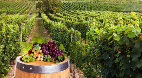 Wine Region Profile: The Central Coast AVA | Order Wine Online - Santa Rosa Wine Stores | Scoop.it