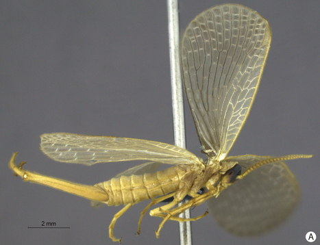 New continental record and new species of Austromerope (Mecoptera, Meropeidae) from Brazil | Insect Archive | Scoop.it