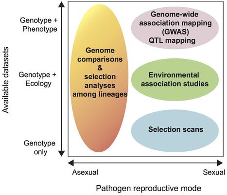 Frontiers: Using Population and Comparative Genomics to Understand the Genetic Basis of Effector-Driven Fungal Pathogen Evolution (2017) | Plant Pathogenomics | Scoop.it