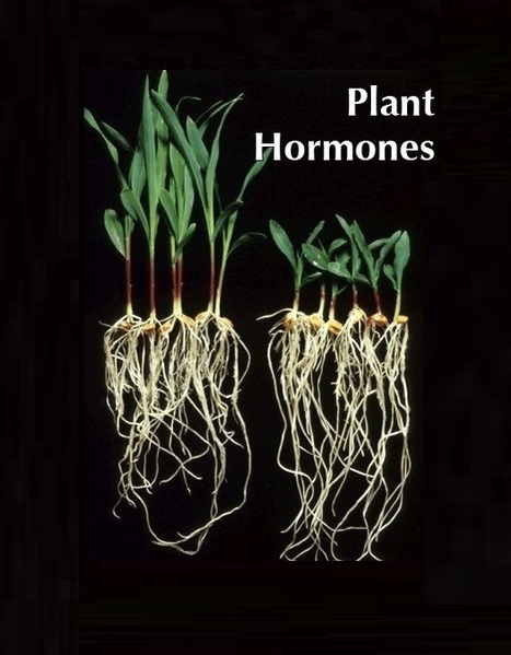 How to use this site to your advantage ... and not get lost | Plant hormones (Literature sources on phytohormones and plant signalling) | Scoop.it