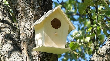Les oiseaux de l'Universit&eacute; Paris Nanterre | Nature en ville | Scoop.it