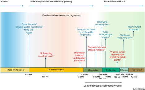 The deep-time history of soils and plants | Plant-Microbe Symbiosis | Scoop.it
