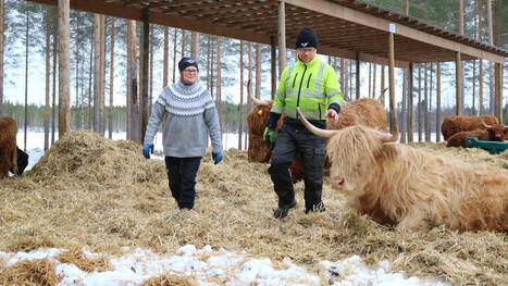 Anne ja Sakari Isohanni vaihtoivat kaupungin karjatilaan: &rdquo;Sukupolvenvaihdosta tehtiin kolme vuotta &ndash; v&auml;lill&auml; se jopa keskeytettiin&rdquo; - Maatalous | 1Uutiset - Lukemisen t&auml;hden | Scoop.it