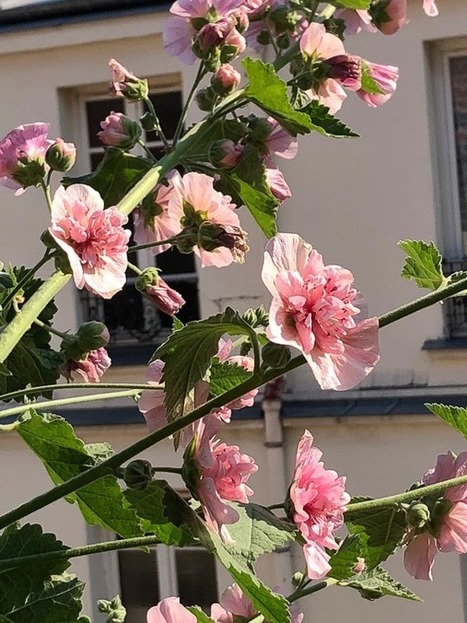 Nouvelle floraison de mes alcathéas – Paris côté jardin | Les Colocs du jardin | Scoop.it