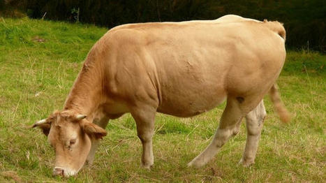 La viande bovine française trop qualitative face à l'inflation | Actualité Bétail | Scoop.it