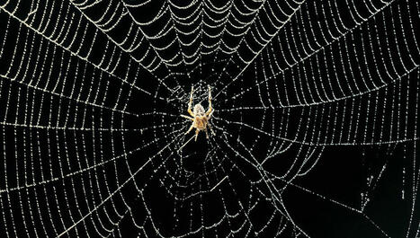 L'intelligence des araignées : épisode 8/8 du podcast Le carnaval des animaux | EntomoScience | Scoop.it