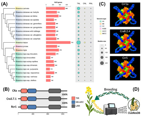 Review in Trends Genet &bull; P&eacute;rez-L&oacute;pez Lab 2025 &bull;&nbsp;D&eacute;j&agrave; vu in clubroot resistance: same genes, new names | Reviews | Scoop.it