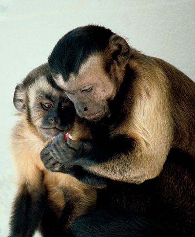 Interview with Prof. Frans De Waal - Animal empathy and morality. | Empathy and Animals | Scoop.it