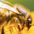 Le sentier des abeilles est ouvert tout l'été, pour les petits et les grands ! | Variétés entomologiques | Scoop.it