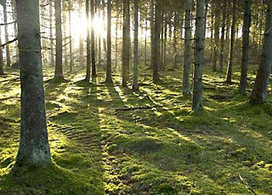 Metsä on suomalaisen sielunmaisema | 1Uutiset - Lukemisen tähden | Scoop.it