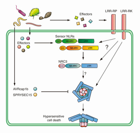 PLOS Genetics: The helper NLR immune protein NRC3 mediates the hypersensitive cell death caused by the cell-surface receptor Cf-4 (2022) | Publications | Scoop.it