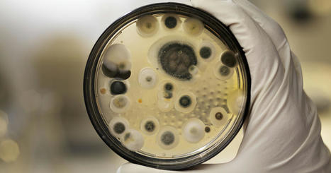 Immunrise Biocontrol : une microalgue fongicide contre le mildiou | SCIENCES DU VEGETAL | Scoop.it