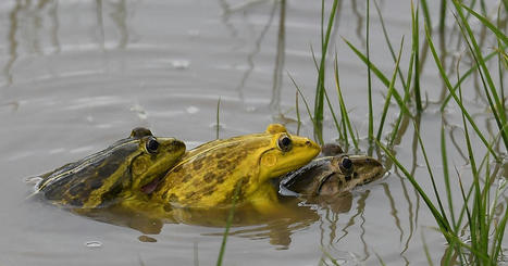 S&rsquo;accoupler, le pied pour l&rsquo;animal aussi | EntomoScience | Scoop.it
