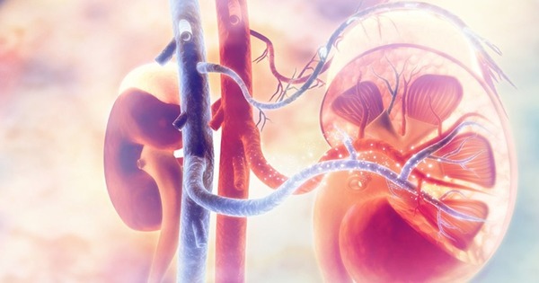 Peritoneal dialysis deemed &lsquo;ideal&rsquo; form of renal replacement therapy prior to transplant | Peritoneal dialysis | Scoop.it