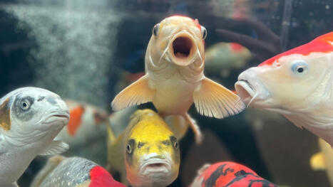 Oui, les poissons peuvent se noyer, mais comment cela se fait-il? | Biodiversité - @ZEHUB on Twitter | Scoop.it