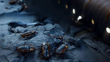 L&rsquo;OTAN re&ccedil;oit ses premiers essaims d&rsquo;insectes bio&eacute;lectroniques de reconnaissance | DEFENSE NEWS | Scoop.it