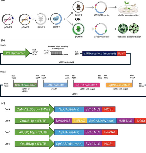 Developing a Molecular Toolkit to ENABLE all to apply CRISPR/Cas9-based Gene Editing in planta | brvp | RMH | Scoop.it