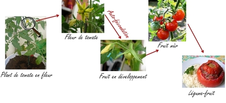 Fruit ou légume ? fin du débat ! | Les Colocs du jardin | Scoop.it