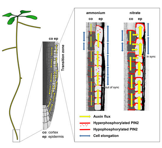 Modulation of plant root growth by nitrogen sou...