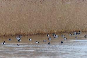 Mise en ligne des données d’oiseaux d’eau du programme Wetlands International | Biodiversité | Scoop.it