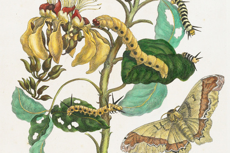 The Metamorphosis of a 17th-Century Insect Artist | Box of delight | Scoop.it