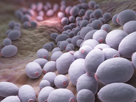 Pour notre microbiote les huiles essentielles sont nos amies (partie 3) - Alma Consult Paris | La Cabane aux Arômes | Scoop.it