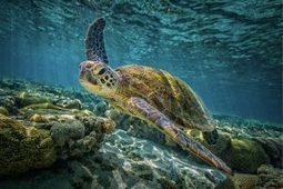 Genome structure of dinosaurs discovered by bird-turtle comparisons | Amazing Science | Scoop.it