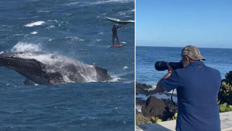 Youssouf photographie les baleines &agrave; La R&eacute;union : &laquo; Il n&rsquo;y a pas de mots, on se tait, on regarde &raquo; | Revue de presse C&eacute;tac&eacute;s | Scoop.it