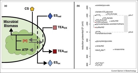 Engineering microbial communities using thermodynamic principles and electrical interfaces | RMH | Scoop.it