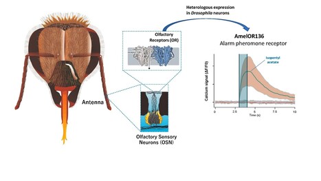 Identification de r&eacute;cepteurs odorants sensibles aux compos&eacute;s de ph&eacute;romones d'alarme chez l'abeille domestique | Life Sciences Universit&eacute; Paris-Saclay | Scoop.it