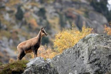 Veille sanitaire du Parc national des Pyrénées | Vallées d'Aure & Louron - Pyrénées | Scoop.it