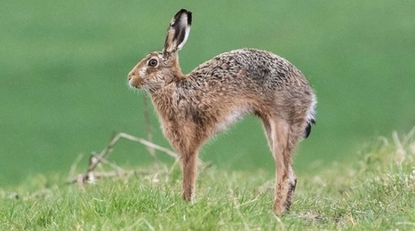 La tular&eacute;mie, une zoonose qui tue les li&egrave;vres et peut contaminer les hommes | EntomoNews | Scoop.it