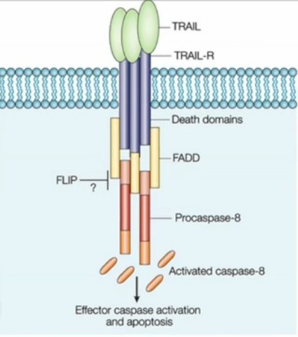 Scientists Discover Molecule That Prevents Cancer | 21st Century Innovative Technologies and Developments as also discoveries, curiosity ( insolite)... | Scoop.it