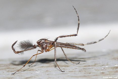 Un douloureux moustique progresse vers le Québec | EntomoNews | Scoop.it