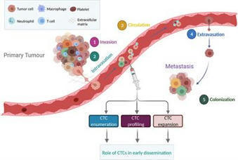 Frontiers | Early Dissemination of Circulating Tumor Cells: Biological and Clinical Insights | Oncology | from Flow Cytometry to Cytomics | Scoop.it