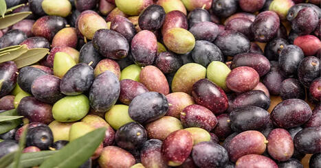 Huile Coratina et stérols : l’approbation de l’huile d’olive extra vierge est reportée !  | CORPS GRAS | Scoop.it