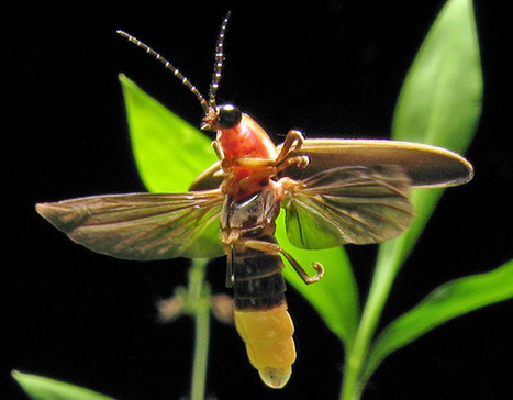 Biomimetic Design Means We’ll All Be Living A Bug’s Life | Rainforest CLASSROOM | Scoop.it