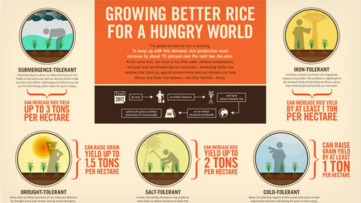 Growing Better Rice for a Hungry World (Gates F...