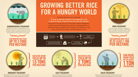 Growing Better Rice for a Hungry World (Gates Foundation Infographic) | Plant Biology Teaching Resources (Higher Education) | Scoop.it