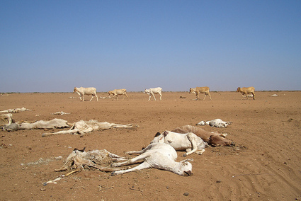 KENYA | Index-based livestock insurance in drought-prone Wajir | Climate Change & DRR in East Africa | Scoop.it