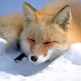 Un r&eacute;gime de renard | Agence Science-Presse | Plan&egrave;te, Nature et Biodiversit&eacute; | Scoop.it