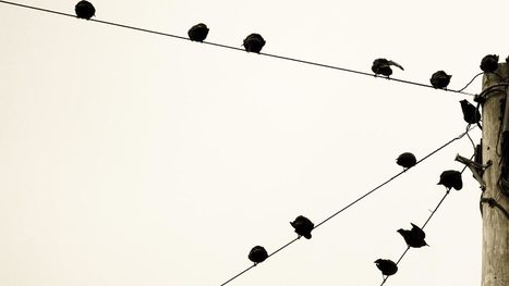 What Makes an Organization “Networked”? | Collaboration, Community and Sharing | Scoop.it